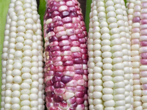 Korea Fresh Organic Corn Background — Stock Photo, Image