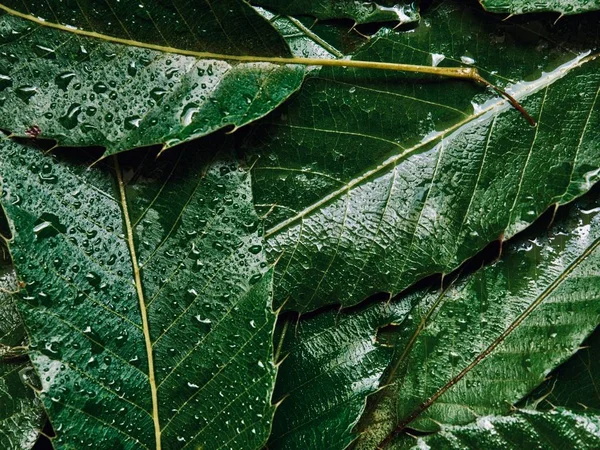 Zelený Listoví Kapky Vody — Stock fotografie