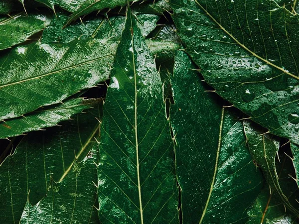 Fundo Folhagem Verde Gotas Água — Fotografia de Stock