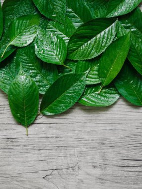 Yeşil yaprak arka plan, su damlaları