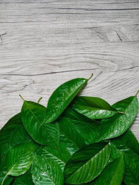 Yeşil yaprak arka plan, su damlaları