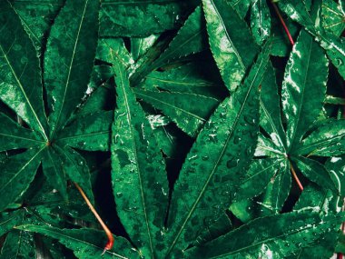 Yeşil yaprak arka plan, su damlaları