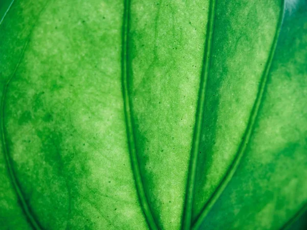 Fondo Fogliame Verde Primo Piano — Foto Stock