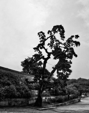 Kore'nin çam manzara, siyah beyaz fotoğraf