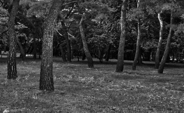 韩国的松树景观 黑白相间的照片 — 图库照片