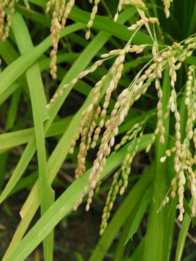 Kore Cheongju şehir Paddy alanları