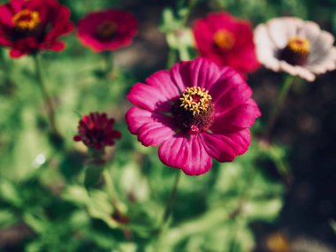 Kore Zinnia zarafeti, Baek Il Hong