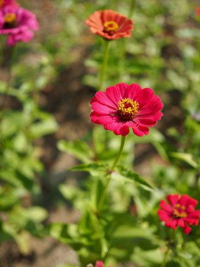 Kore Zinnia zarafeti, Baek Il Hong