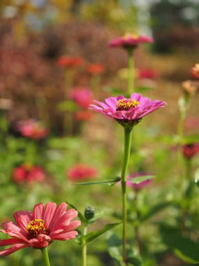 Kore Zinnia zarafeti, Baek Il Hong