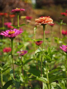 Kore Zinnia zarafeti, Baek Il Hong