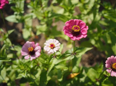 Kore Zinnia zarafeti, Baek Il Hong