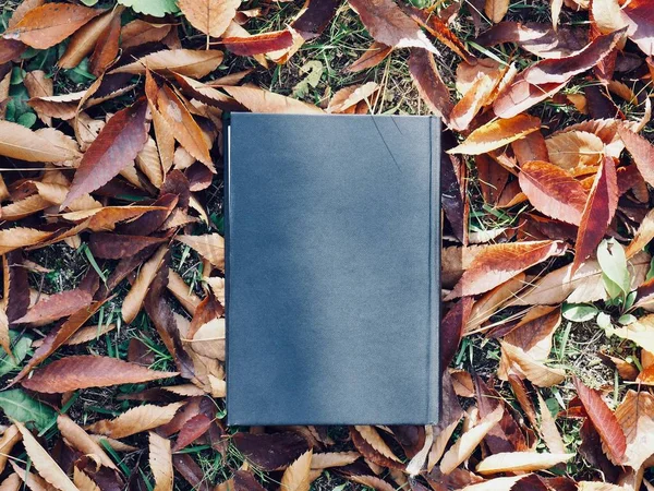 Kitap ve sonbahar akçaağaç yaprakları