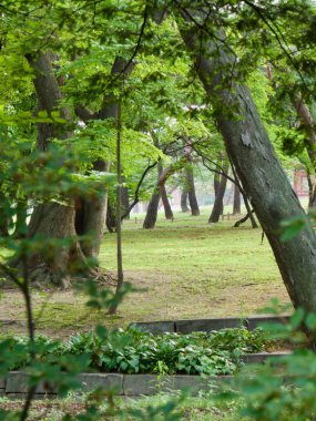 Changgyeonggung Ormanı Yolu, Seul, Kore