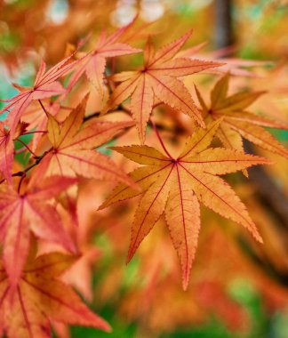 Ekim akçaağaç yaprakları, soyut ifade
