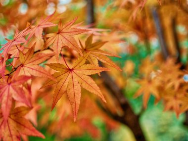Ekim akçaağaç yaprakları, soyut ifade