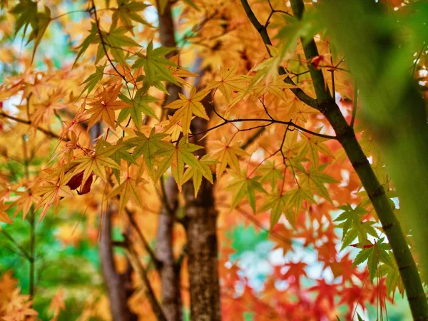 Oktober Ahornblätter Abstrakter Ausdruck — Stockfoto