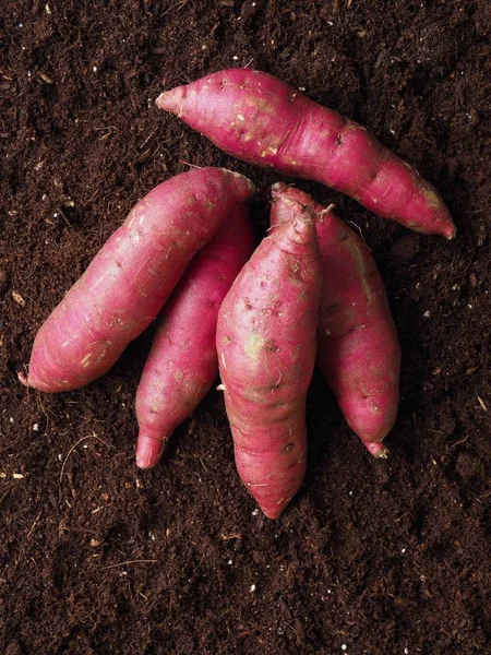 Patata Dulce Con Fondo Suelo Patata Dulce Orgánica Coreana — Foto de Stock