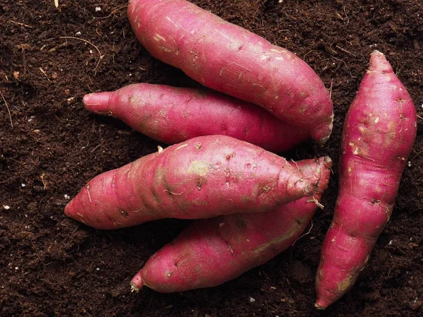 Patata Dulce Con Fondo Suelo Patata Dulce Orgánica Coreana — Foto de Stock