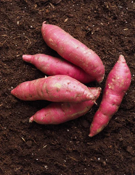 Patata Dulce Con Fondo Suelo Patata Dulce Orgánica Coreana — Foto de Stock