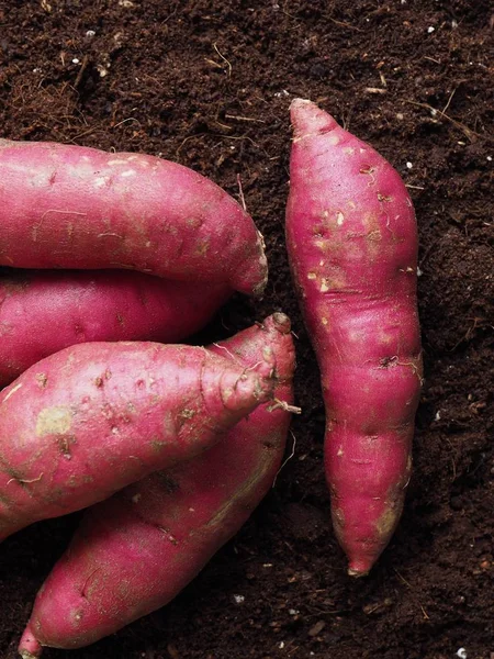 Patata Dulce Con Fondo Suelo Patata Dulce Orgánica Coreana — Foto de Stock