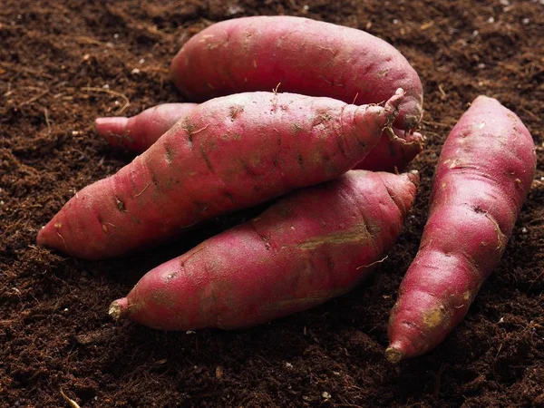 Patata Dulce Con Fondo Suelo Patata Dulce Orgánica Coreana — Foto de Stock