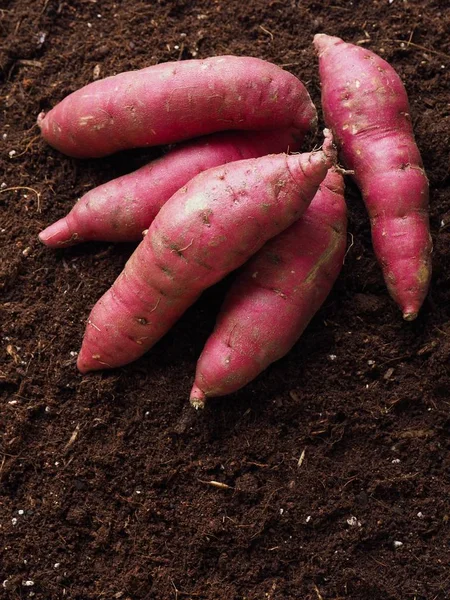 Patata Dulce Con Fondo Suelo Patata Dulce Orgánica Coreana — Foto de Stock