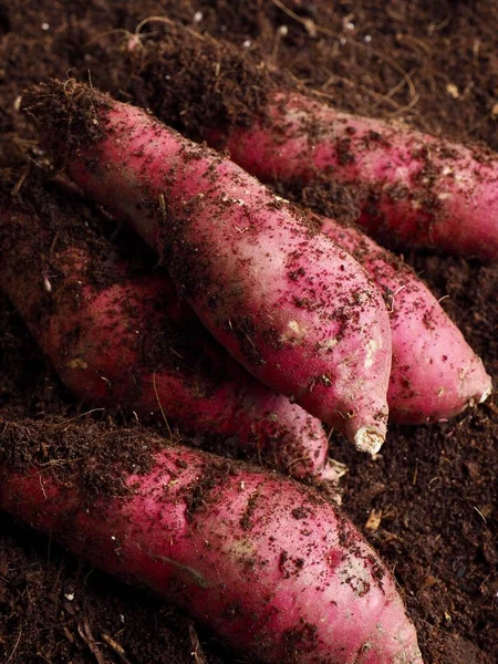 Patata Dulce Con Fondo Suelo Patata Dulce Orgánica Coreana — Foto de Stock