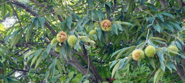 Güney Kore'nin kestane ağacı, sonbahar