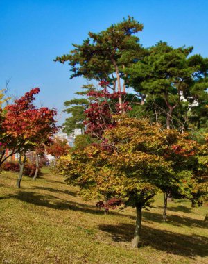 Akçaağaç Kore Cheongju City