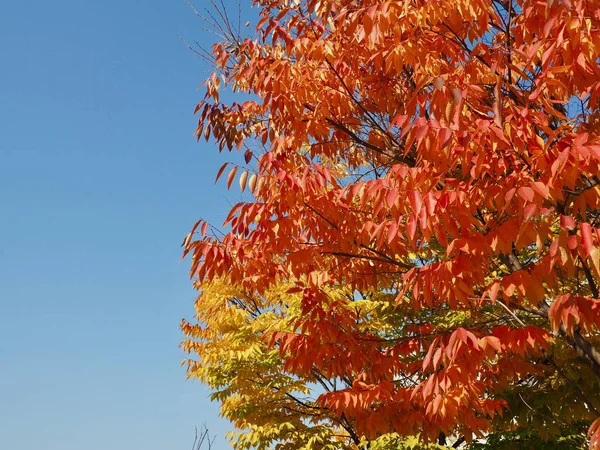 Δέντρο Σφενδάμου Στο Mindongsan Arboretum Στην Πόλη Cheongju Της Κορέας — Φωτογραφία Αρχείου