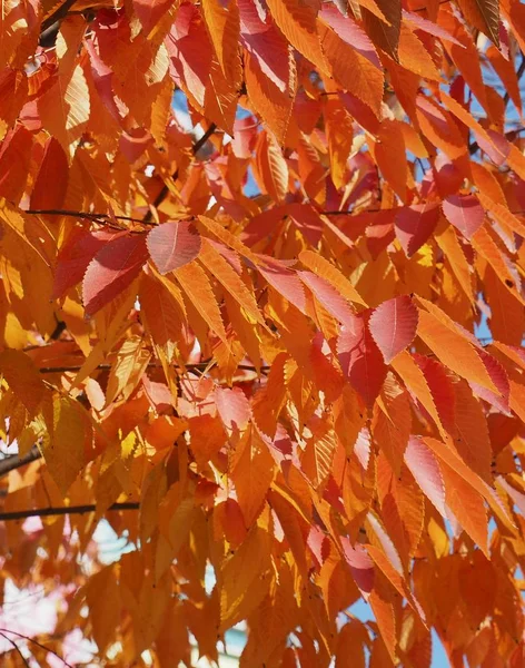 Árbol Arce Mindongsan Arboretum Ciudad Cheongju Corea — Foto de Stock