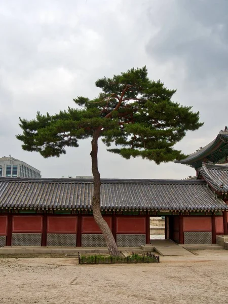 한국의 소나무와 — 스톡 사진