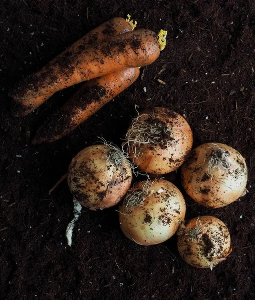 Zanahorias Cebollas Orgánicas Frescas — Foto de Stock