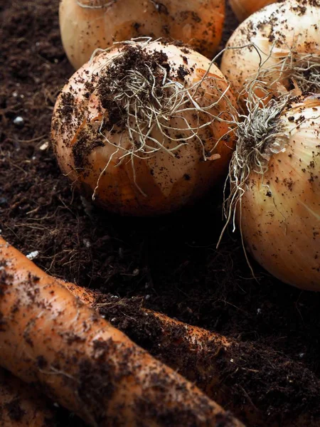 Zanahorias Cebollas Orgánicas Frescas — Foto de Stock