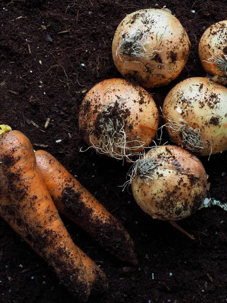 Zanahorias Cebollas Orgánicas Frescas — Foto de Stock