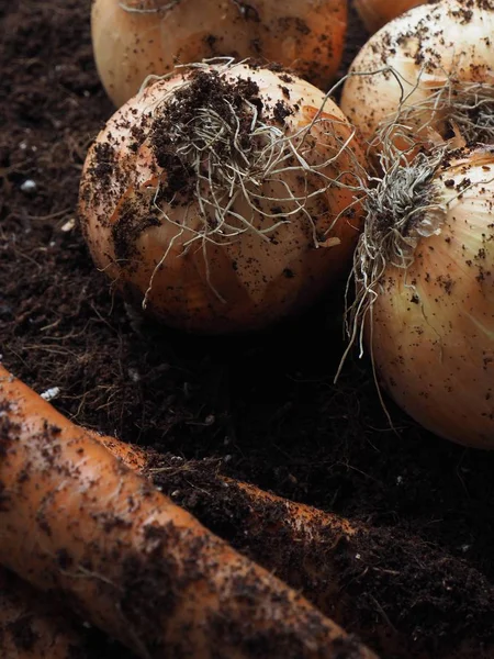 Zanahorias Cebollas Orgánicas Frescas — Foto de Stock