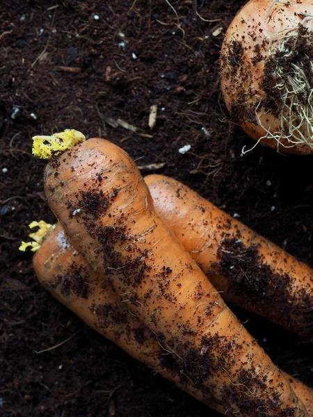 Zanahorias Cebollas Orgánicas Frescas — Foto de Stock