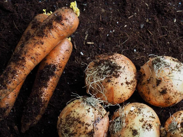 Zanahorias Cebollas Orgánicas Frescas — Foto de Stock