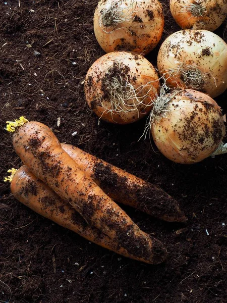 Zanahorias Cebollas Orgánicas Frescas — Foto de Stock