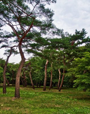  Kore 'de çam manzarası, park