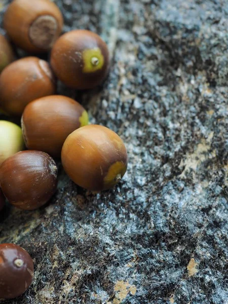 Korean Organic Acorns Wellness Food — Stock Photo, Image