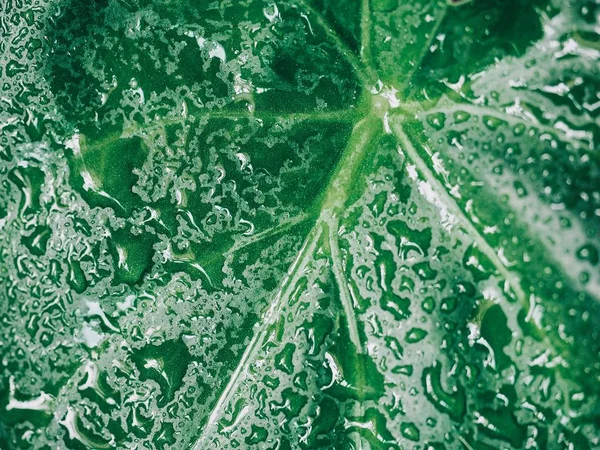 Friss Természetes Zöld Levél Háttér — Stock Fotó