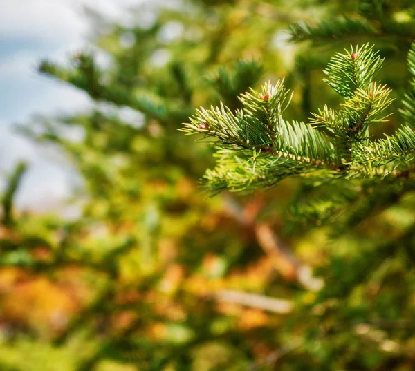 Korea's pine needle landscape, Autumn pine needles