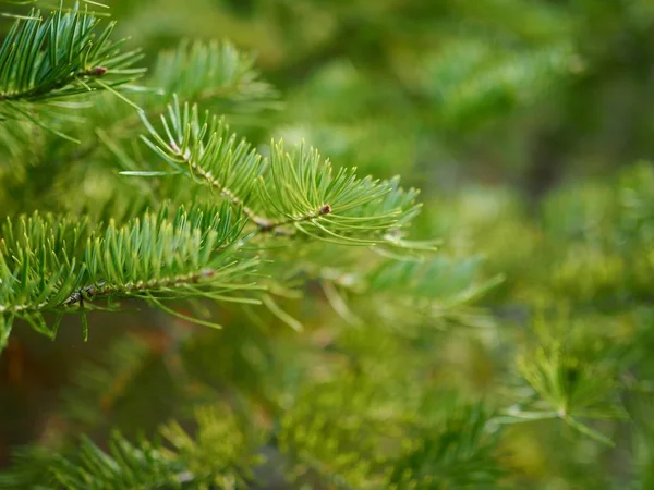 Korea\'s pine needle landscape, Autumn pine needles