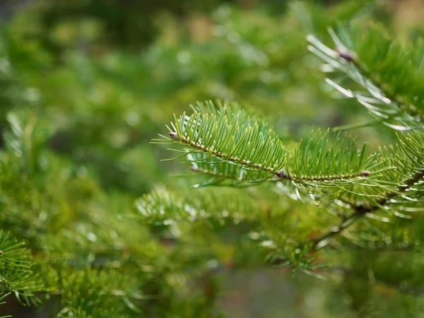 韓国の松の針風景 秋の松の針 — ストック写真
