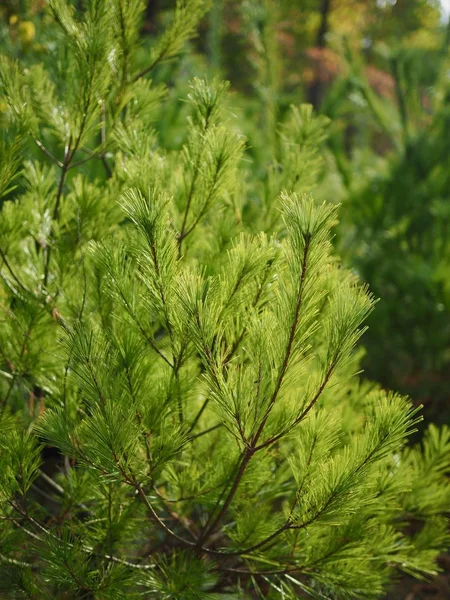 Korea Dennennaaldlandschap Herfst Dennennaalden — Stockfoto