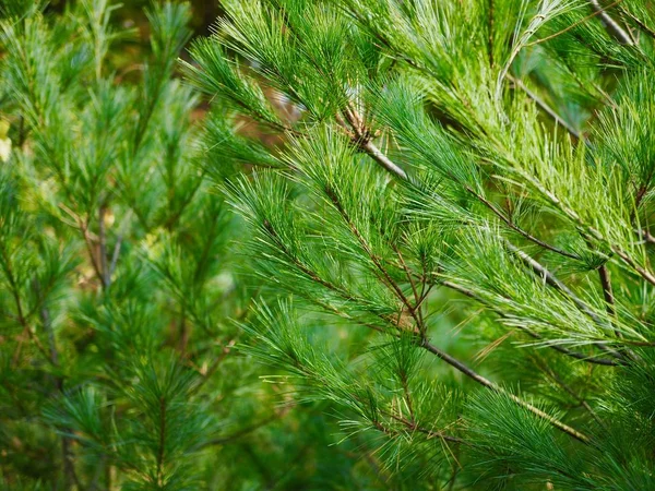 Korea Pine Needle Landscape Autumn Pine Needles — Stock Photo, Image