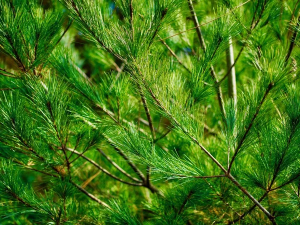 Korea Pine Needle Landscape Autumn Pine Needles — Stockfoto