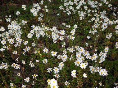 Sonbahar çiçekleri Sibirya kasımpatısı, Kore 'de sonbahar çiçekleri