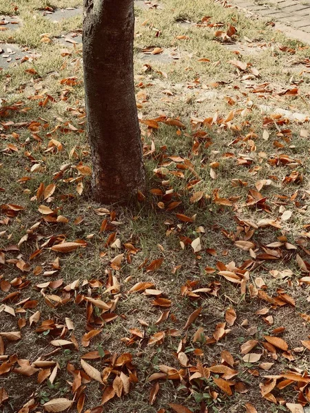 Korea Hösten Fallna Blad Koreanska Hösten Bakgrund — Stockfoto